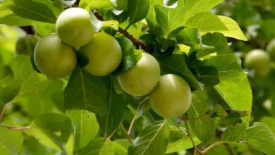 جشنواره ملی «آلوچه» در گوراب زرمیخ برگزار می‌شود