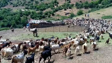 گردشگری و توریست ایران