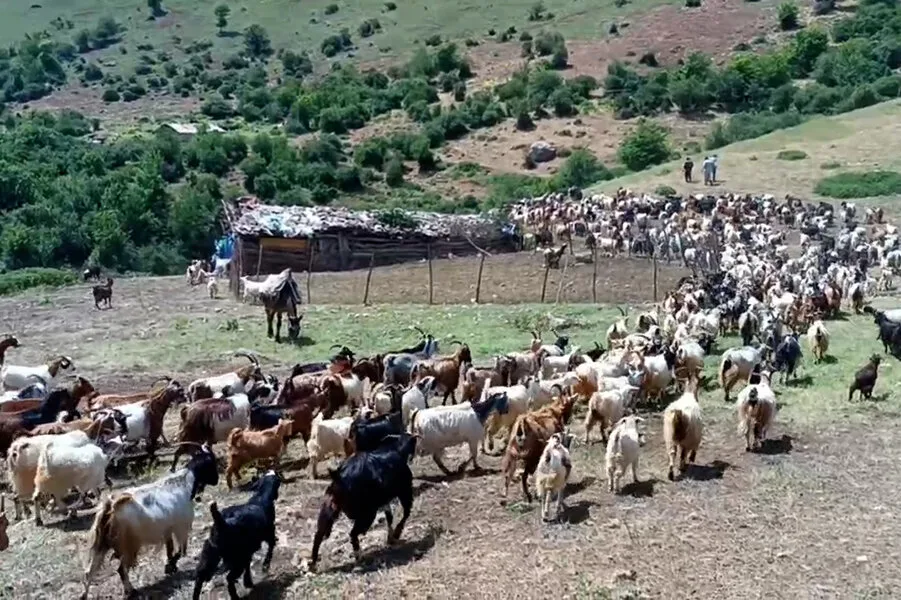 ویدیو/ آغاز «قرق شکنی» در مراتع البرز مرکزی